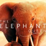 the elephant queen Apple TV+