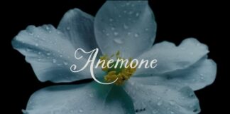 Anemone — Il ritorno di un mito in un’opera confusa | Recensione